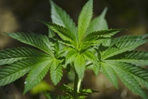Sativa, Indica, and Hybrids Difference Sativa, Indica, and Hybrids Difference