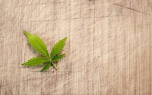 Can You Make A Career Out of Cannabis? Can You Make A Career Out of Cannabis?