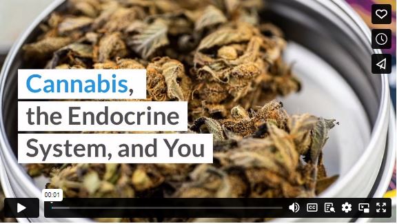 Cannabis, the Endocrine System, and You