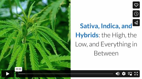 Sativa, Indica, and Hybrids: the High, the Low, and Everything in Between