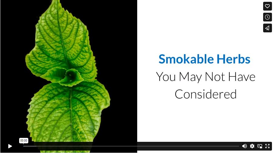 Smokable Herbs You May Not Have Considered