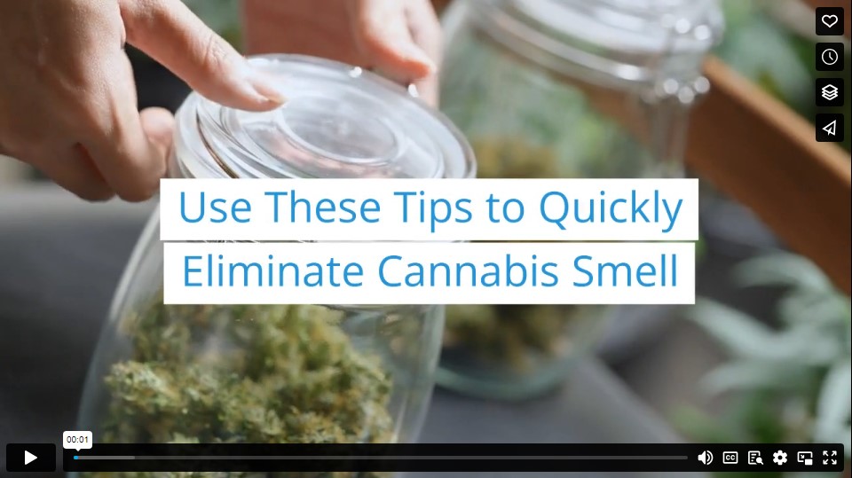 Use These Tips to Quickly Eliminate Cannabis Smell